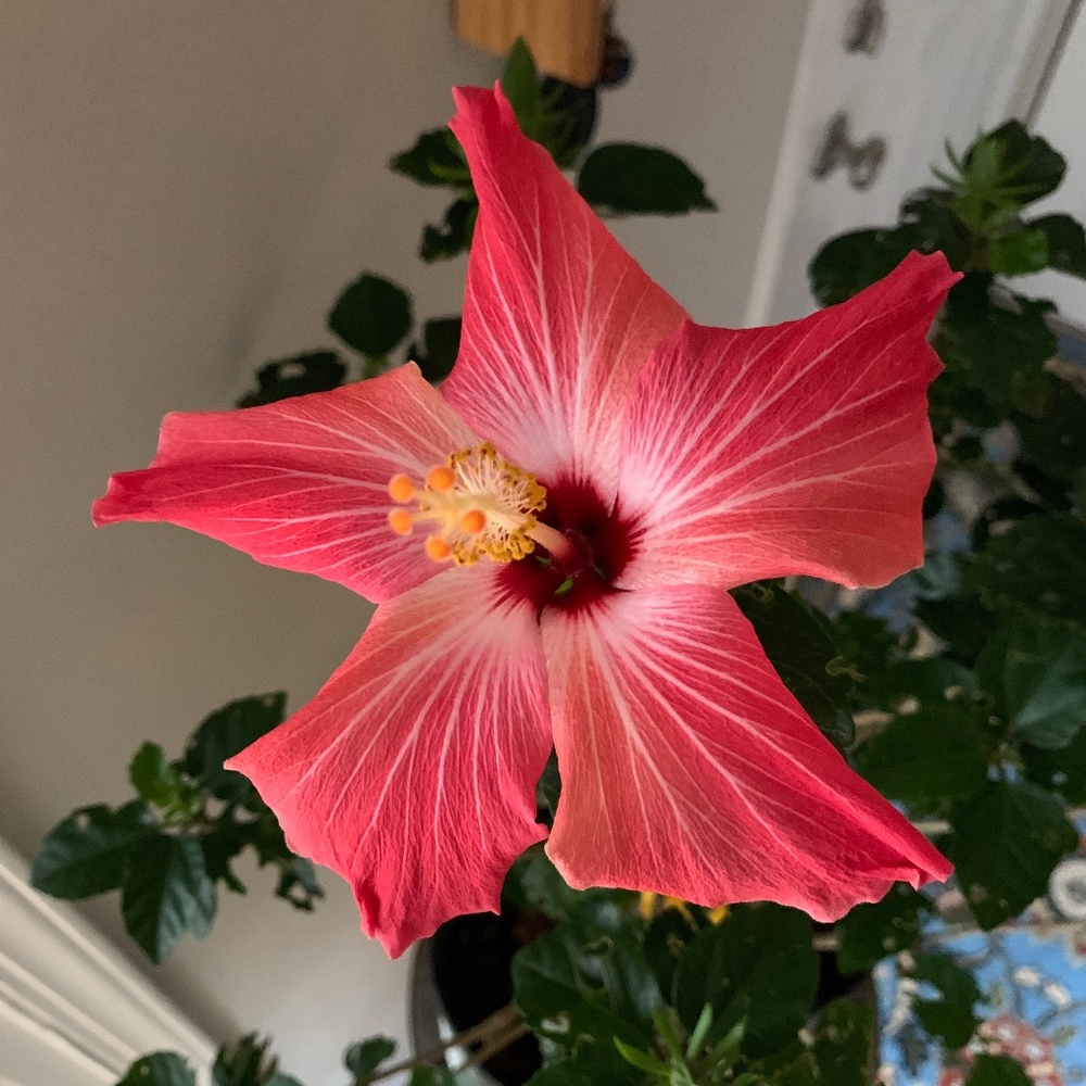 Meet your Posher, Posh